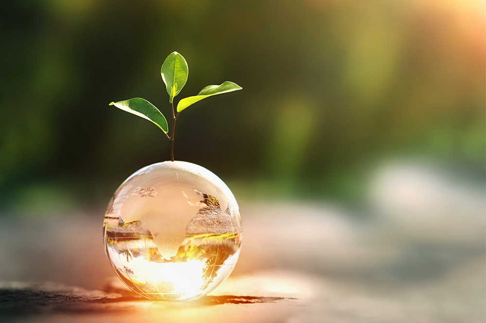 光る水の玉から芽生えた植物